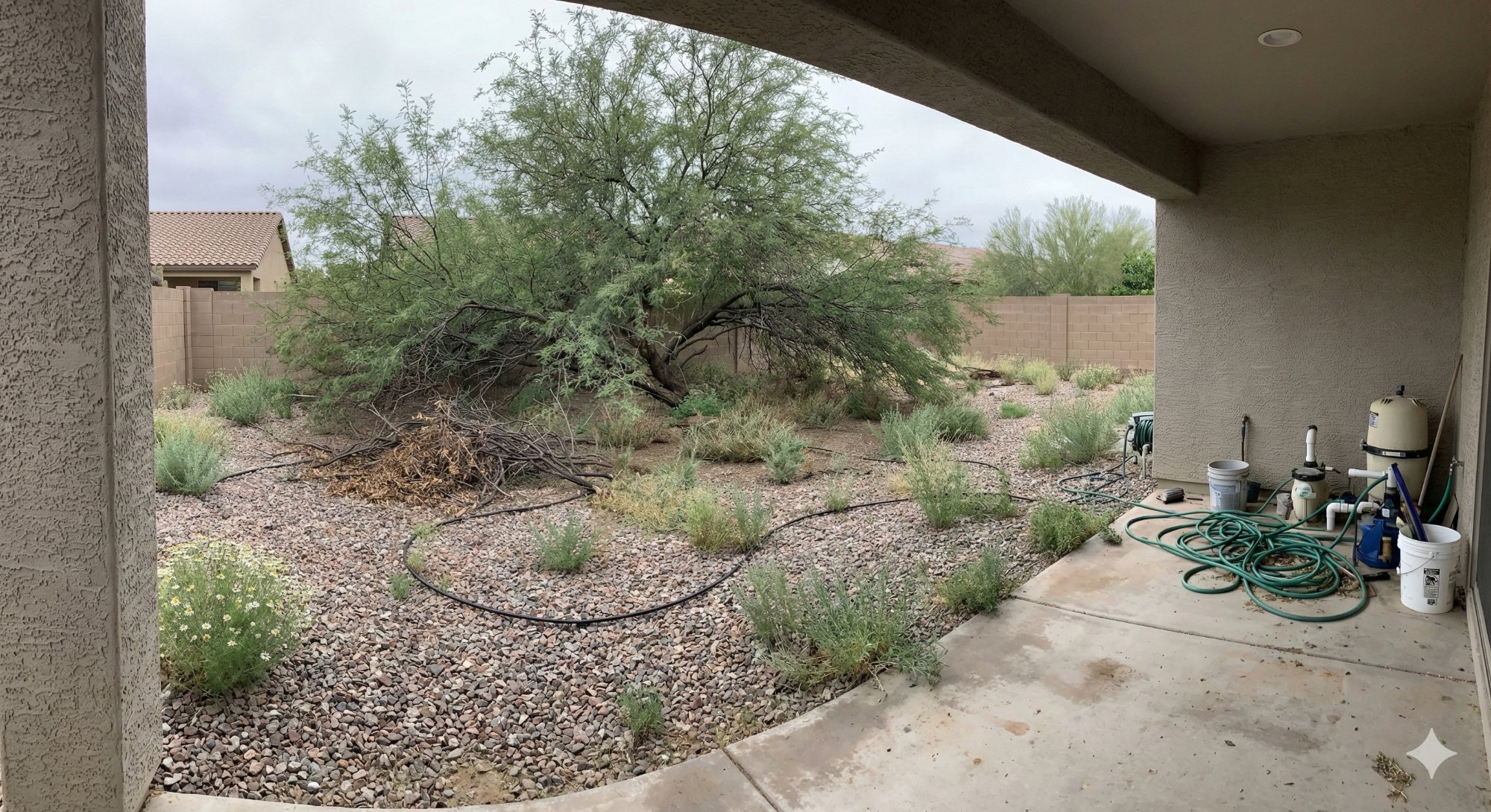Backyard before: weeds, dead branches, exposed irrigation